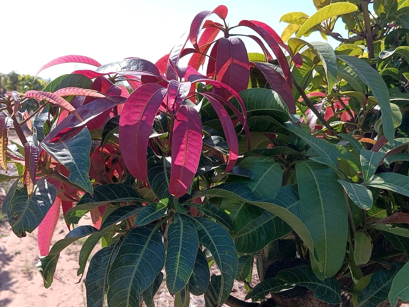 Young mango tree with new red and green leaves on a drip-irrigated orchard