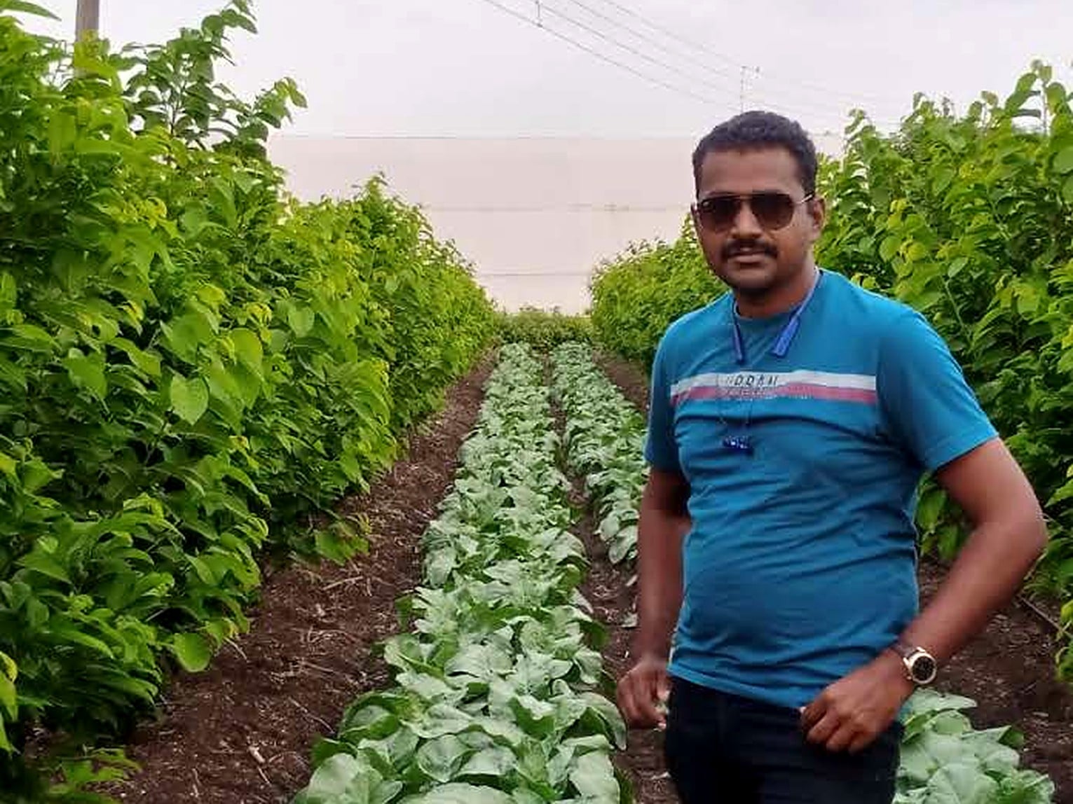 Consultant between rows of healthy vegetable crops inside a net house