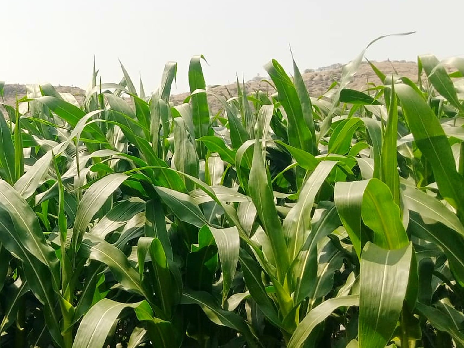 Healthy green maize crop in the field